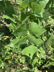 Rhynchosia caribaea