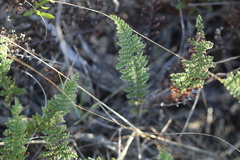 Cheilanthes contracta