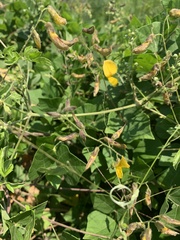 Rhynchosia caribaea