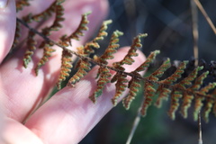 Cheilanthes contracta