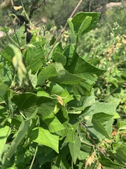 Rhynchosia caribaea