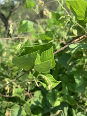 Rhynchosia caribaea