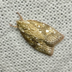 Euchaetis metallota