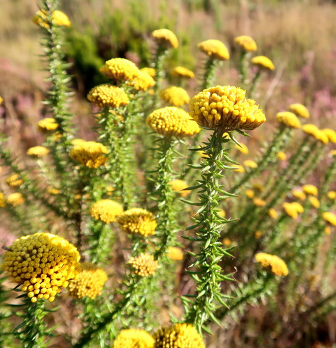 Image of Metalasia aurea by no rights reserved