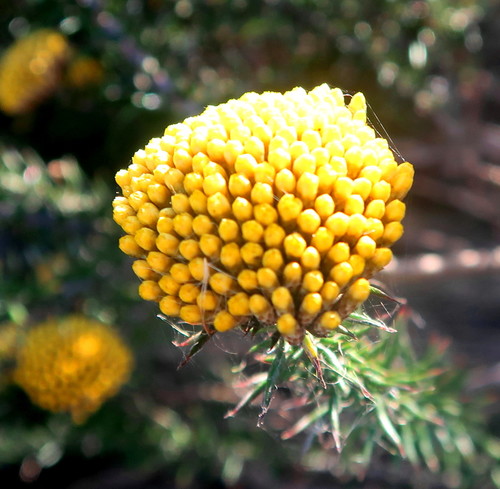 Image of Metalasia aurea by no rights reserved