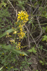 Hypericum elongatum