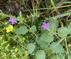 Erodium malacoides