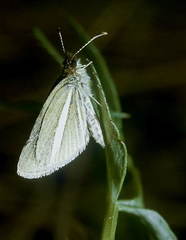 Leptalina unicolor