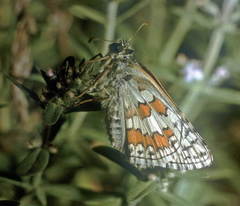 Pyrgus sidae