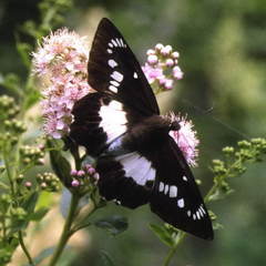 Satarupa nymphalis