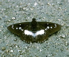 Satarupa nymphalis