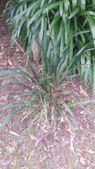 Dianella tasmanica