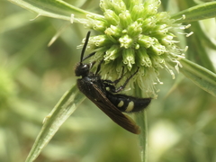 Scolia sexmaculata
