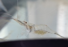 Macrobrachium lanchesteri