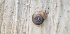 Eopolita protensa