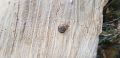 Eopolita protensa