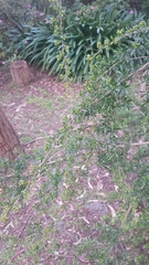 Kunzea leptospermoides