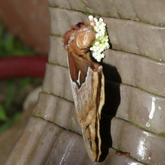 Callosamia angulifera