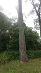 Eucalyptus macrorhyncha