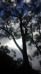 Eucalyptus macrorhyncha