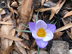 Crocus atticus