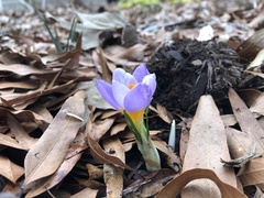 Crocus atticus
