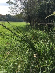 Cyperus sexangularis