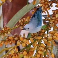 Thraupis episcopus cana