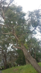 Eucalyptus macrorhyncha