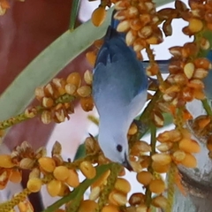 Thraupis episcopus cana