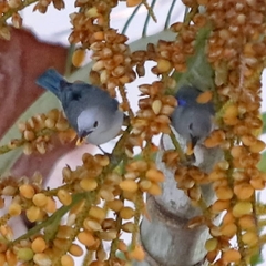 Thraupis episcopus cana