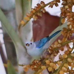 Thraupis episcopus cana