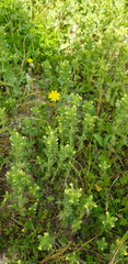 Parentucellia flaviflora
