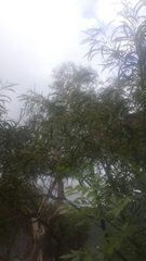 Acacia pycnantha