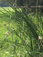 Cyperus sexangularis