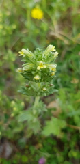 Parentucellia flaviflora