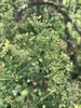 Heteromorpha stenophylla transvaalensis - Photo (c) Troos van der Merwe, some rights reserved (CC BY-NC), uploaded by Troos van der Merwe