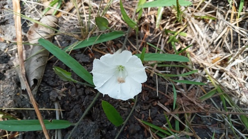 Aniseia martinicensis iNat (2)