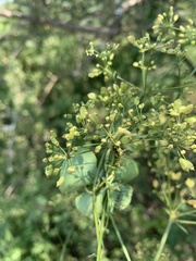 Heteromorpha stenophylla transvaalensis