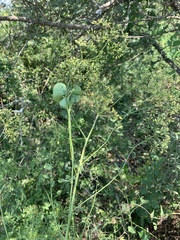 Heteromorpha stenophylla transvaalensis