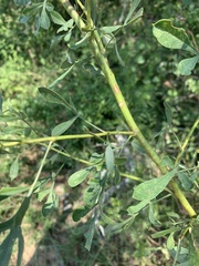 Heteromorpha stenophylla transvaalensis