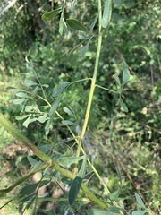 Heteromorpha stenophylla transvaalensis