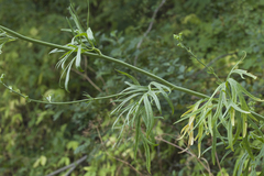 Delphinium biternatum