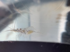 Macrobrachium lanchesteri