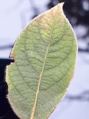 Combretum hereroense