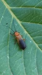 Discodon brasiliense