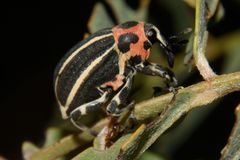 Neodiplogrammus quadrivittatus