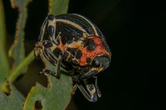 Neodiplogrammus quadrivittatus