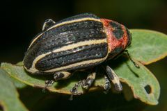 Neodiplogrammus quadrivittatus