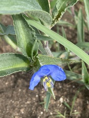 Commelina livingstonii